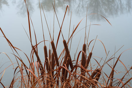 Thickets of bright brown reeds on gray water background. Trees are reflected in the water