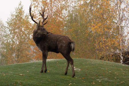 Odorable adult sika deer with spreading antlers stands on a green hill on blurred yellow - green birch trees. The deer looks back. The hill is covered with yellow leaves and some snow. Reserve.の写真素材