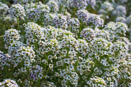 Glade of beautiful lissum white flowers. Latin nave - Allysum white. Spring or summer timeの写真素材