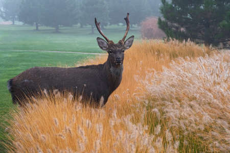 Beautiful adult deer with antlers stands in the thickets of bright orange decorative spikelets on coniferous trees backgrouns. Foggy morningの写真素材