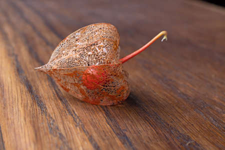 Autumn transparent physalis fruit with a round red core inside lies on a wooden brown surface closeup. Autumn timeの写真素材