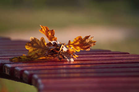 An oak twig with autumn yellow-brown leaves lies on a burgundy wooden bench on blurred floral backgrouns. Autumn timeの写真素材