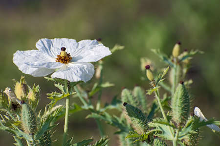 Lonely white argemone flower with a lot of thorny buds on blurred floral background. Katin name - Frgemone platyceralの写真素材