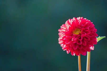 Closeup nature view of one bright red fresh dahlia flower on blurred turquoise floral background with copy spaceの写真素材