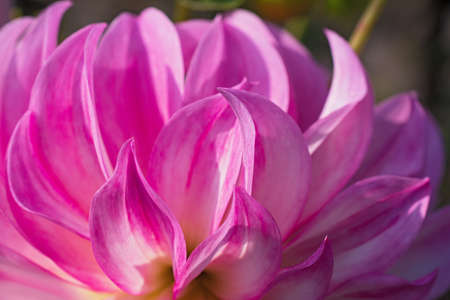 Super macro view of amazing purple dahlia petals on blurred floral backgroundの写真素材