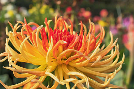 Macro view of amazing yellow - red dahlia flower with long curved petals on blurred bright multicolored floral background with some bokehの写真素材