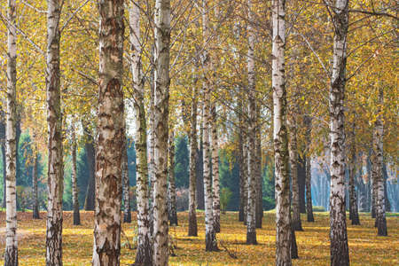 Nature view of birch forest in sunny autumn dayの写真素材