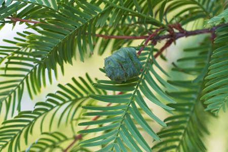 Fresh green branch of metasequoia leaves with one cones closeup on blurred green floral backgroundの写真素材
