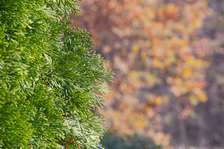 Amazing green juniper branches on floral bright yellow - violet background with a lot of small bokeh...