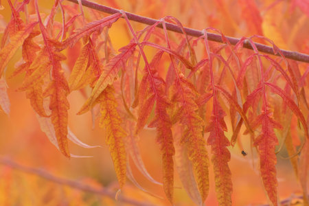 Amazing sumac twig with bright red - yellow long leaves on blurred bright orange background. Small...