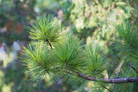 The branches of cedar tree with long needles on blurred multicolored greenery background