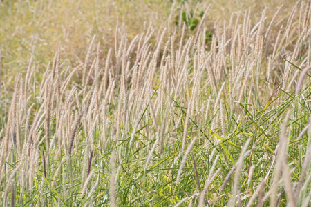 Glade of beige and pale violet decorative fluffy spikelets on blurred floral background. Blurred...