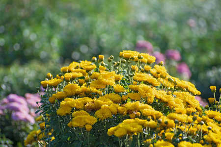 Beautiful bush of bright yellow aster flowers on blurred green floral background with a lot of bokehの写真素材
