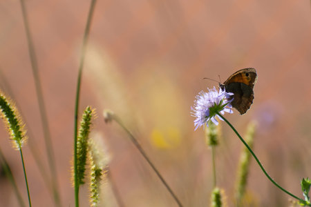 The brown butterfly seats on the purple flower in the blurred multicolored background