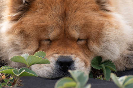 The portrait of a nice sleeping dog breed chow chow.の写真素材