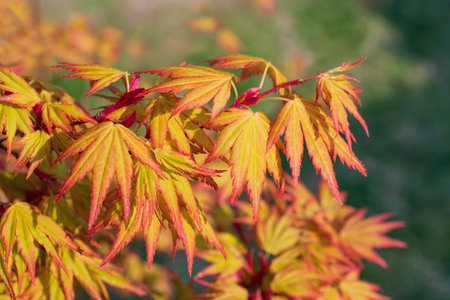 The bright yellow-red japanize maple bush with a dew drops in the multicolored blurred background