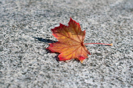 The lonely red maple leaf is on the gray granite floorの写真素材