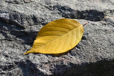 Yellow leaf lies on the gray ground closeup