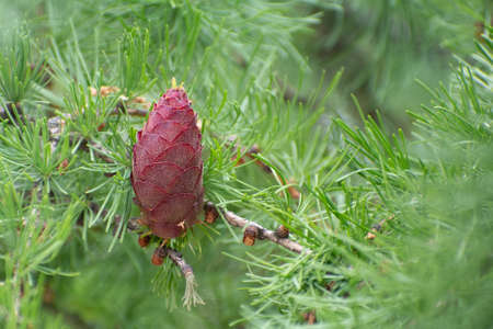 The larch branch with red cone in the blurred backgroundの写真素材