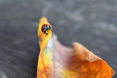 Beautiful ladybug is on the bright autumn rolled leaf in the gray blurred backgroundの写真素材