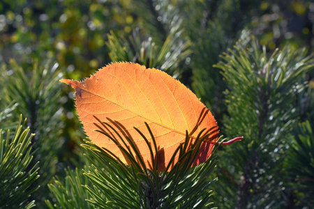 The autumn orange leaf lies on the green spruce branch