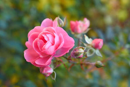 The sprig of pink roses in the multicolored bokehの写真素材