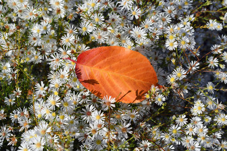 Lonely orange leaf on the bush of little white-yellow flowers