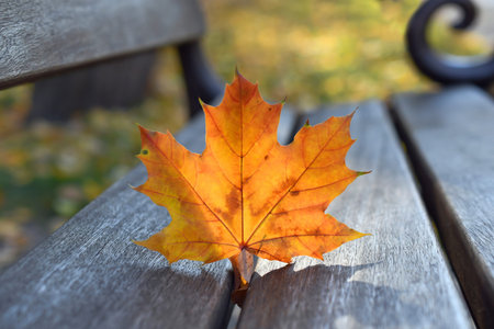 Red maple autumn leaf closeup on the gray wooden bench