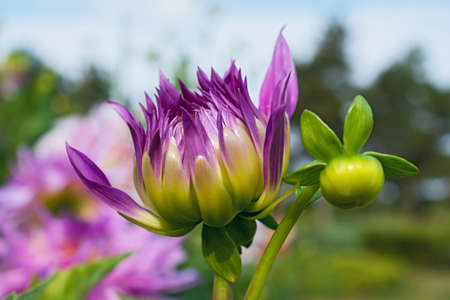 Amazing lonely violet half opened dahlia flower with one green bud closeup on blurred floral backgroundの写真素材