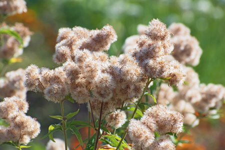 Adorable fluffy balls of faded autumn asclepius flowers on blurred greenery floral background with a...