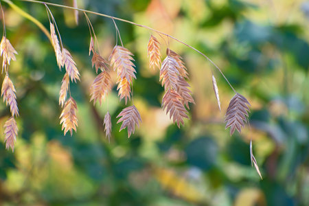 Beautiful sprig of river oats on blurred greenery floral background in sunny day. Latin name is...
