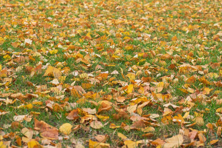 Fallen yellow autumn leaves is on the green grass in sunny day. Using as autumn background natural