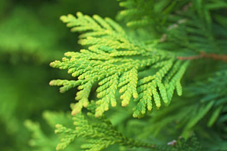 The amazing fresh green juniper branches on blurred greenery background in sunny day closeupの写真素材