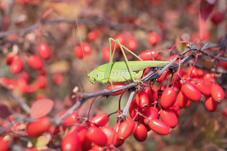 Green grasshopper seats on the barberry branch closeup on the bright floral multicolored background