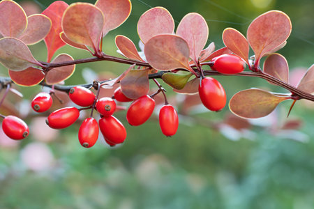 Amazing branch of barberry with bright red berries and violet leaves closeup on blurred multicolored...