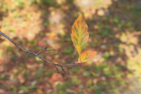 The two autumn green - yellow leaves is on tree branch on blurred multicolored autumn background...