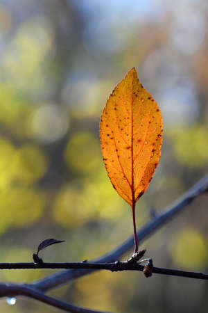 The lonely orange leaf is on tree branch after the rain in the yellow bokehの写真素材
