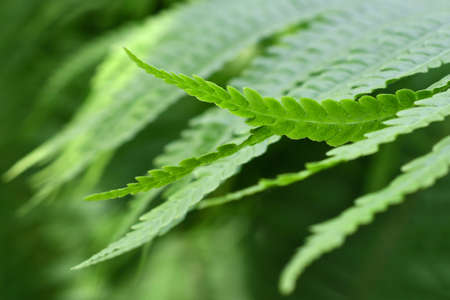 The green fern leaves in the blurred backgroundの写真素材
