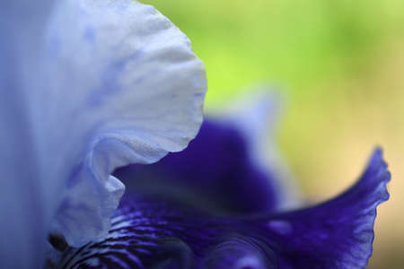 Blue iris petals in the green-yellow backgroundの写真素材