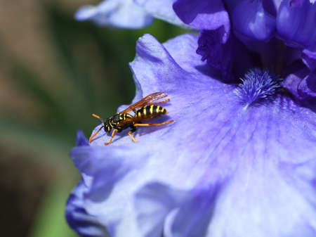 Wasp is on a violet petal iris in the dark-green backgroundの写真素材