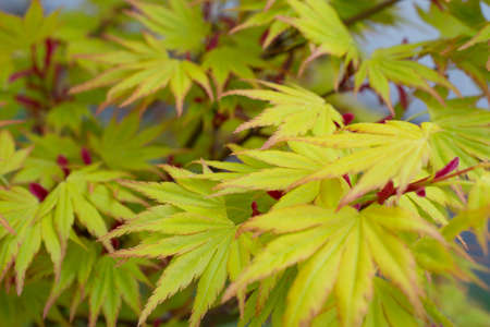 The fresh bright green-red japanize maple branchesの写真素材