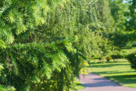 View of a park track with conifer trees. Branch of spruce on blurred plant background. Spring or sumer timeの写真素材