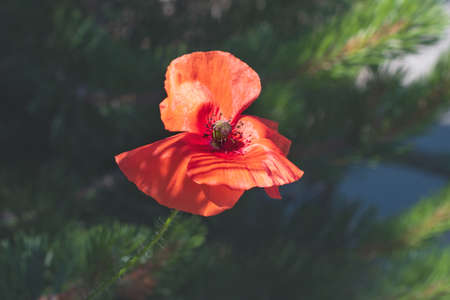 Alone beautiful scarlet poppy in the blurred greenery backgroundの写真素材