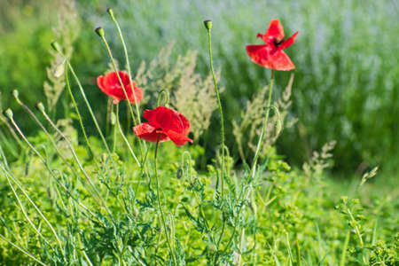 Meadow of bright red poppy flowers on blurred multicolored flowering background. Spring or summer time.の写真素材