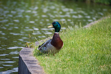 Amazing dark with bright green head stands on the green grass near water of pond in profile.の写真素材