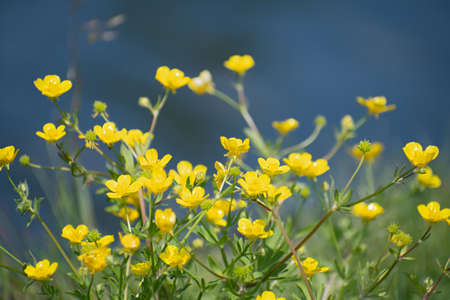 Beautiful fresh yellow buttercup flowers on blurred blue water background in summer sunny dayの写真素材