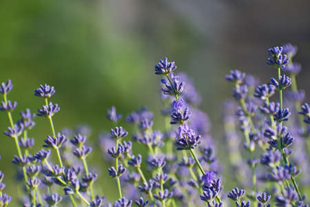 Fresh lavender flowers closeup on blurred multicolored floral background. Flowering timeの写真素材