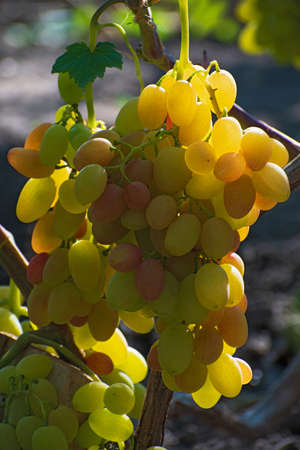 Vine with several bunches of ripe insolated multicolored grapes on blurred floral background, vertical pictureの写真素材