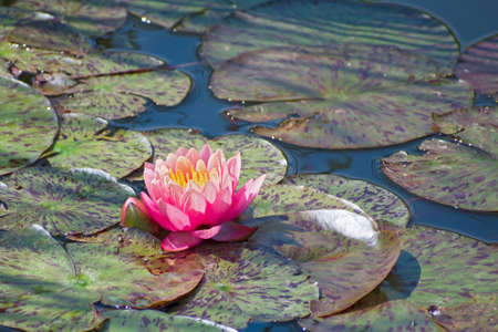 Lonely amazing bright pink water lily flower with one bud on multicolored round leaves background. Leaves are green - violet. Summer sunny dayの写真素材