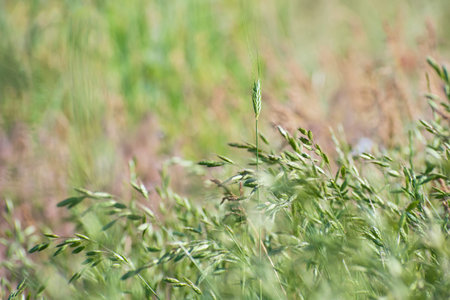Glade of green decorative spikelets sways in the wind on blurred multi color background . One...